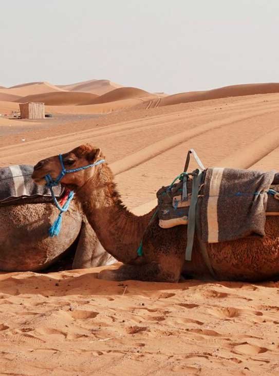 Camel on desert